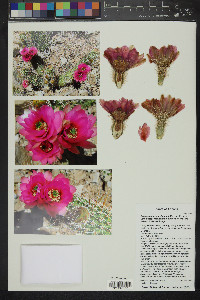 Echinocereus fendleri var. fasciculatus image