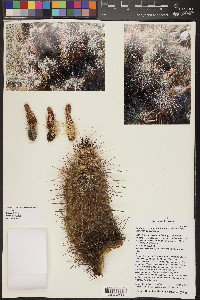 Echinocereus engelmannii var. engelmannii image