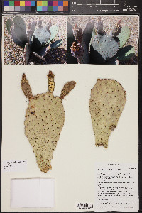 Opuntia basilaris image