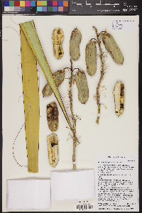 Yucca schidigera image