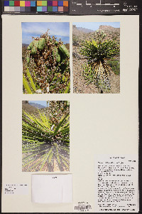 Yucca schidigera image