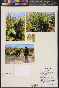 Yucca schidigera image