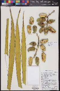 Yucca schidigera image