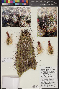 Echinocereus engelmannii var. engelmannii image