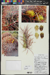 Ferocactus cylindraceus image