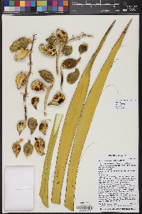 Yucca schidigera image