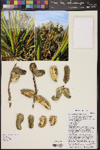 Yucca schidigera image