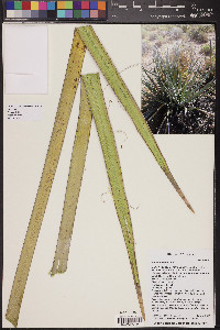 Yucca baccata image