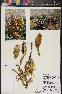 Yucca schidigera image