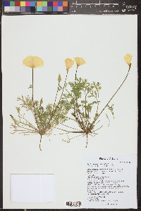 Eschscholzia californica image