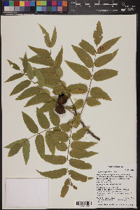 Juglans major image