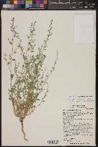 Chenopodium neomexicanum image