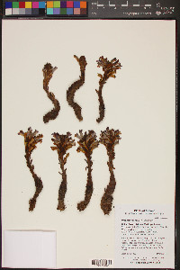 Orobanche cooperi image