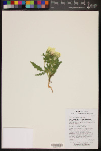 Mentzelia involucrata image