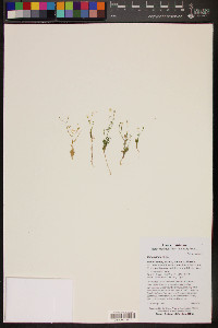 Gilia stellata image