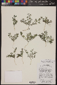 Acmispon maritimus var. brevivexillus image