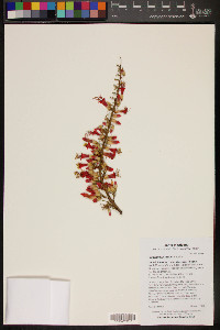 Fouquieria splendens image