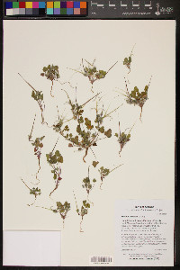 Erodium texanum image