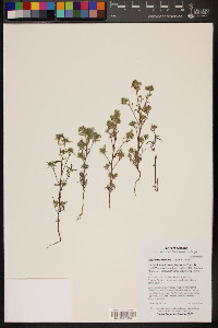 Cryptantha maritima image