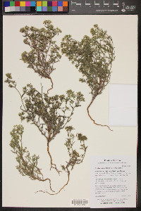 Cryptantha maritima image