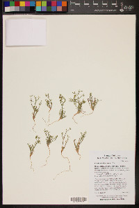 Chorizanthe brevicornu image