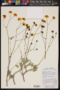 Encelia farinosa image