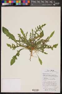 Oenothera primiveris image