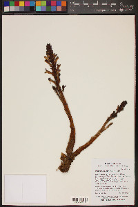 Orobanche cooperi image