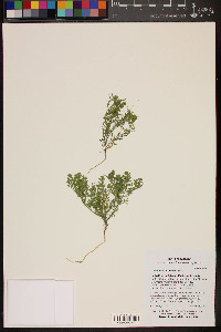 Lepidium lasiocarpum image