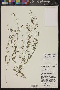 Acmispon wrightii image