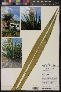 Yucca x schottii image