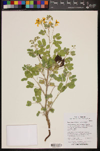 Senna covesii image