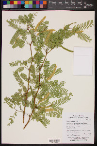 Prosopis velutina image