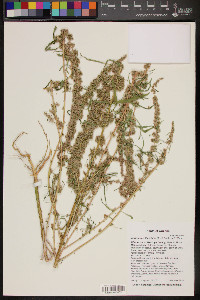 Amaranthus fimbriatus image