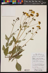 Encelia farinosa image