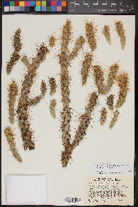 Cylindropuntia echinocarpa image