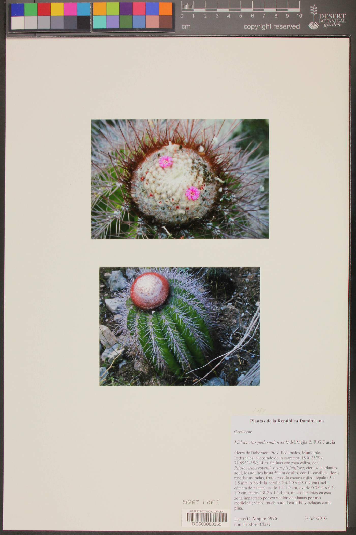 Melocactus intortus subsp. domingensis image