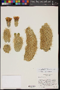 Cylindropuntia bigelovii image