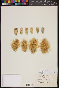 Cylindropuntia bigelovii var. bigelovii image