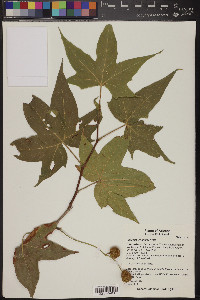 Platanus wrightii image