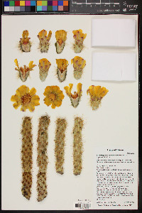 Cylindropuntia acanthocarpa image