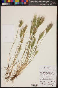 Bromus rubens image