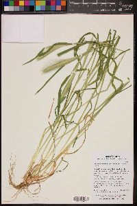 Hordeum murinum image