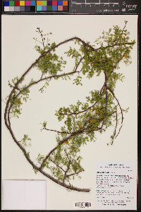 Acacia constricta image