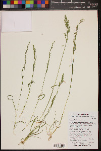 Poa bigelovii image