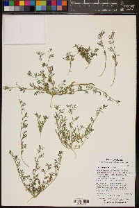 Acmispon maritimus var. brevivexillus image