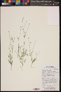 Gilia scopulorum image