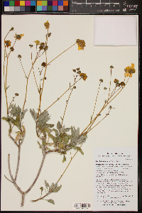 Encelia farinosa image