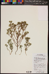 Cryptantha maritima image