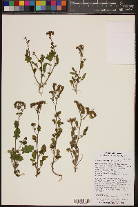 Phacelia crenulata image